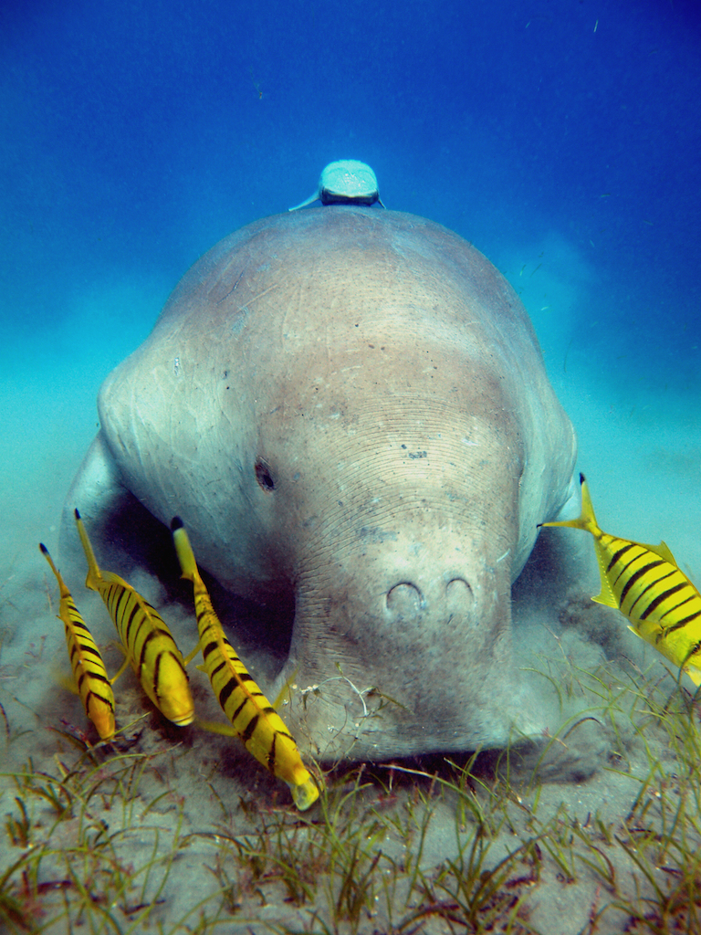 dugong