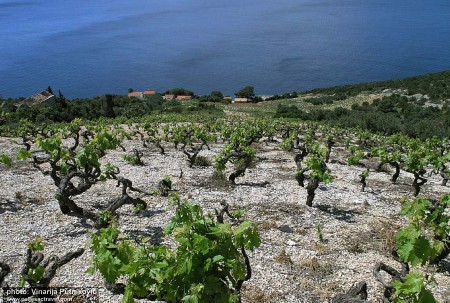 vineyard-putnikovic1